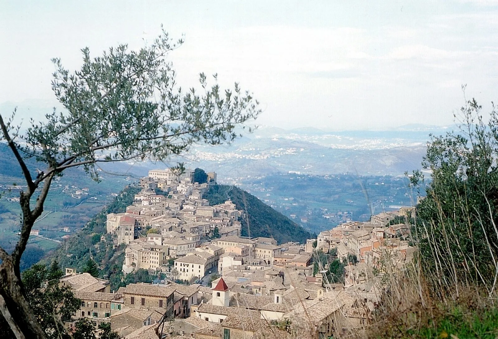 Panorama di Arpino visto dall'acropoli di Civitavecchia, con il borgo sul crinale e un ulivo in primo piano